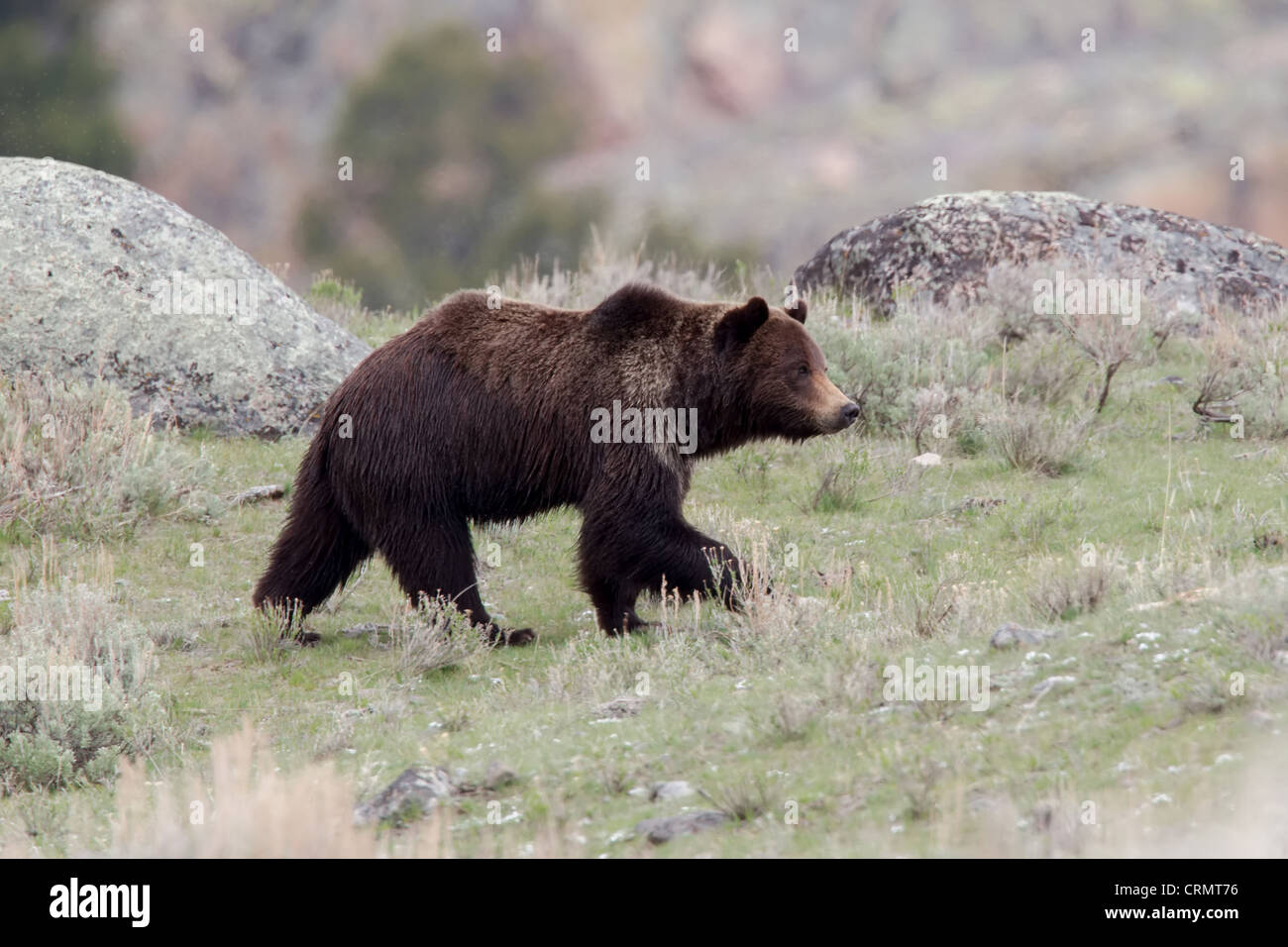 A wild Grizzly bear crosses open ground in the Lamar Valley of Yellowstone National Park, Wyoming, USA. Stock Photo