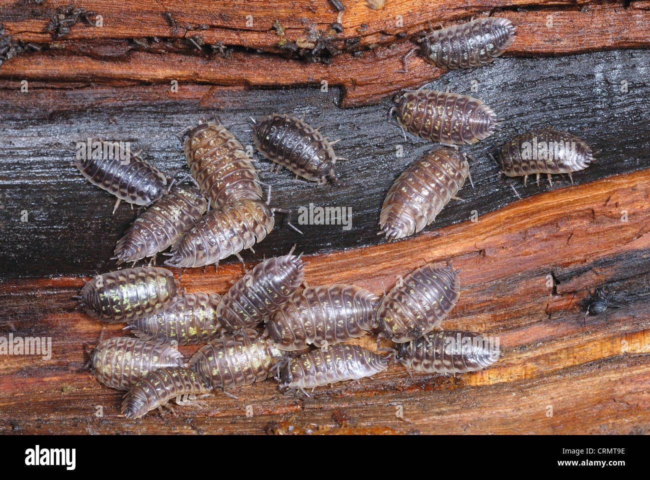 Common Garden Woodlice (Oniscus asellus) feeding on a rotting log Stock
