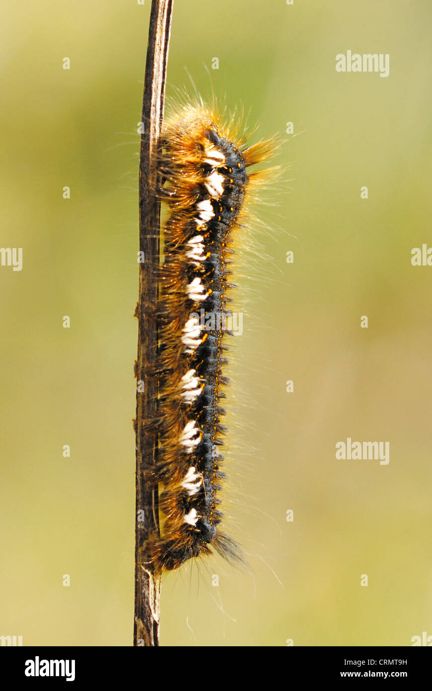 Drinker Moth Caterpillar (Euthrix potatoria) Stock Photo