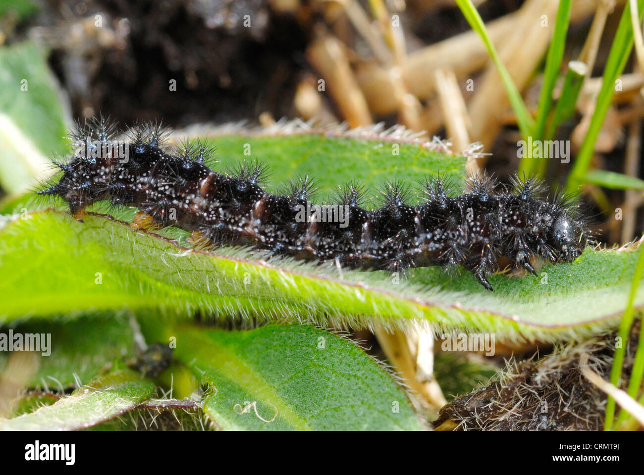 Marsh Fritillary caterpillar (Euphydryas aurinia) feeding on Devil's-bit Scabious Stock Photo