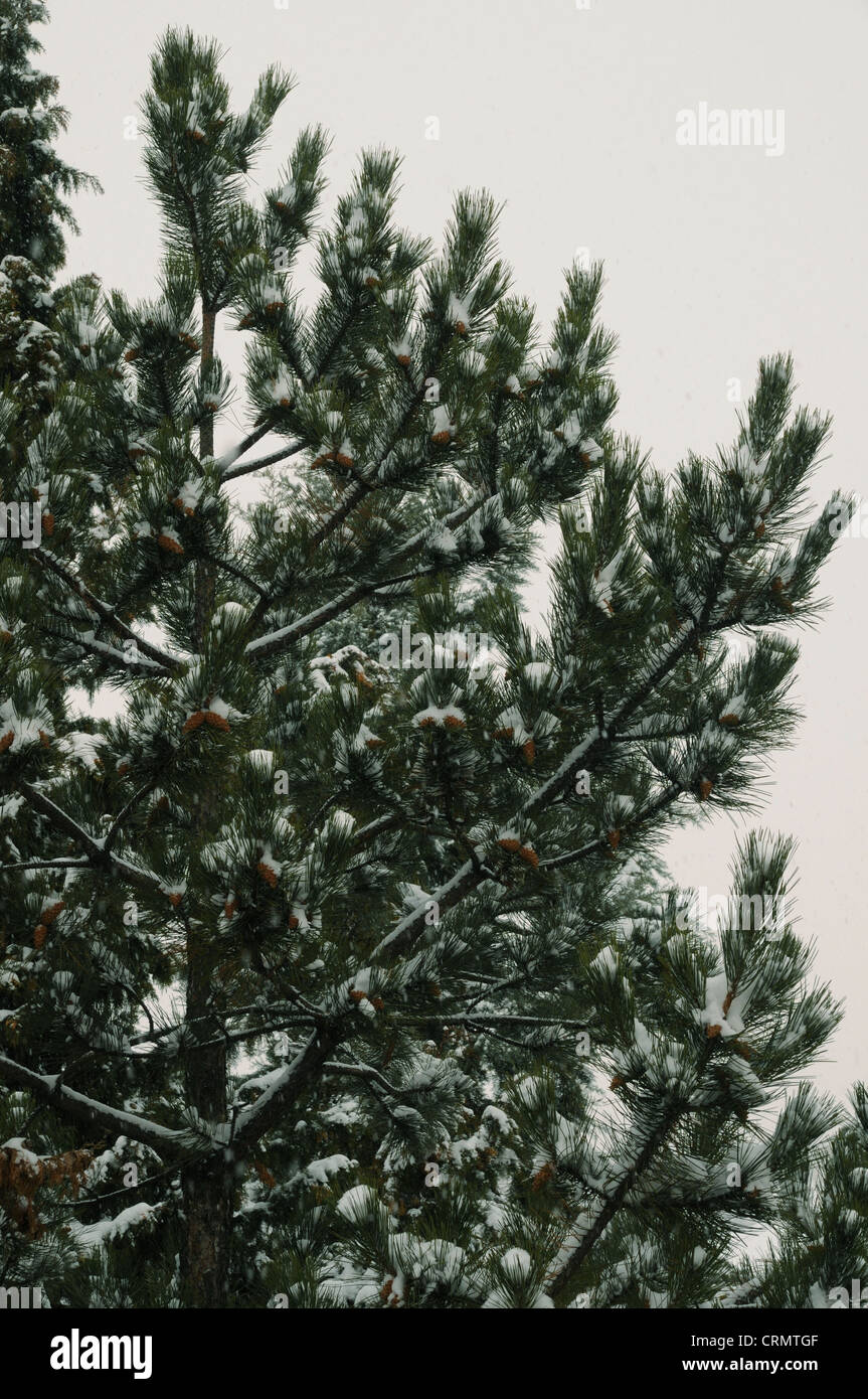 Pine tree in winter. Snowing. Stock Photo