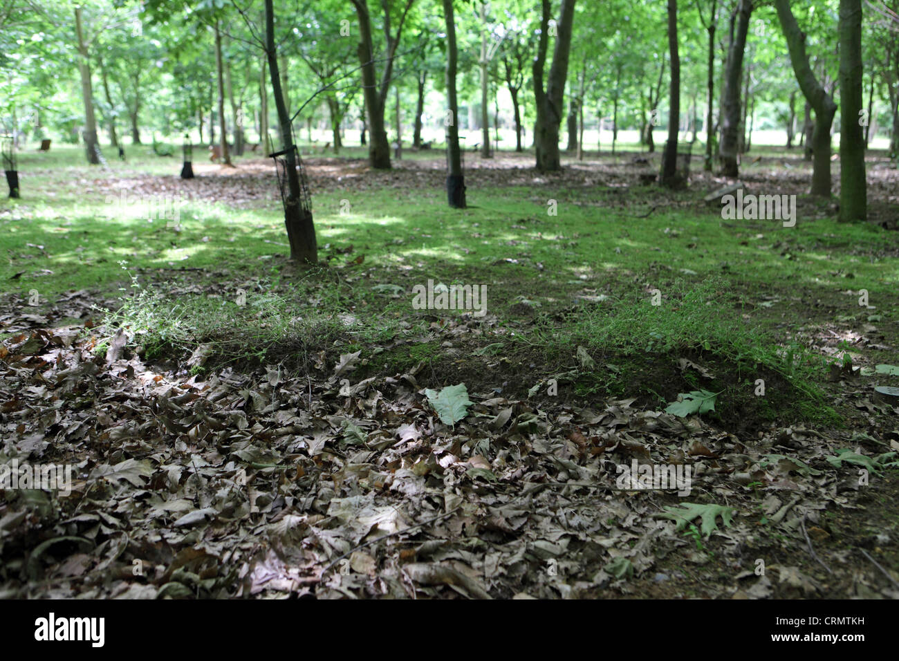 Woodland burial uk hires stock photography and images Alamy