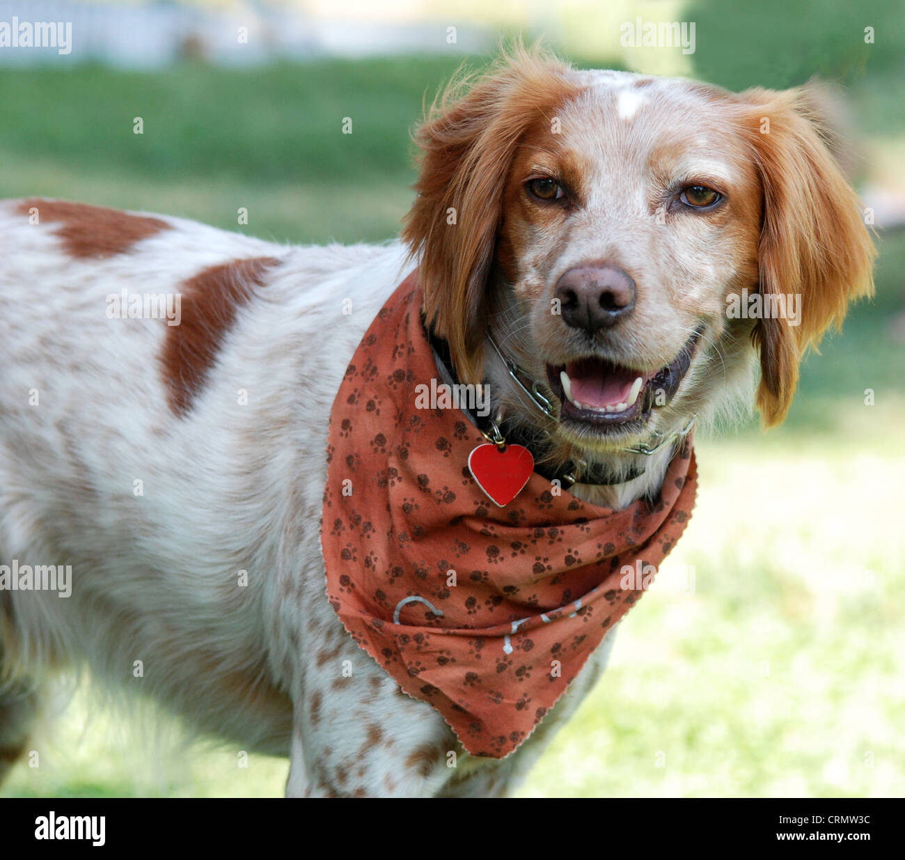 Brittany Spaniel dog, outdoor portrait. Wearing bandana and collar and tag. Stock Photo