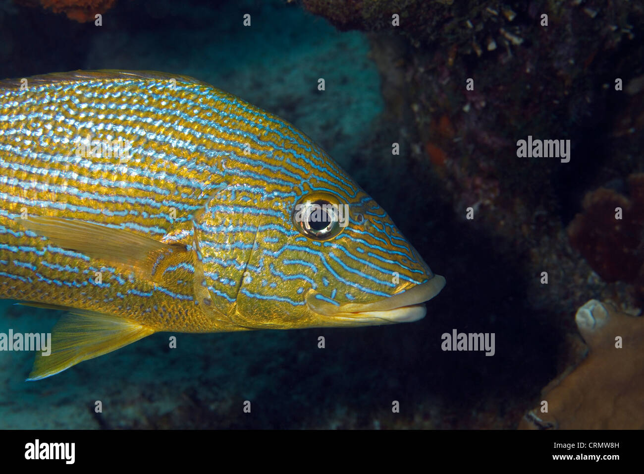 Grunt, a tropical reef fish in the Caribbean Sea around Bonaire. Photo V.D. Stock Photo
