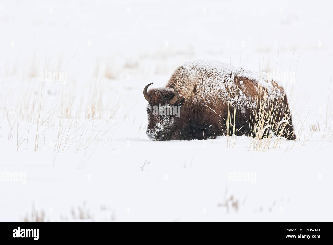 American bison bull hi-res stock photography and images - Alamy