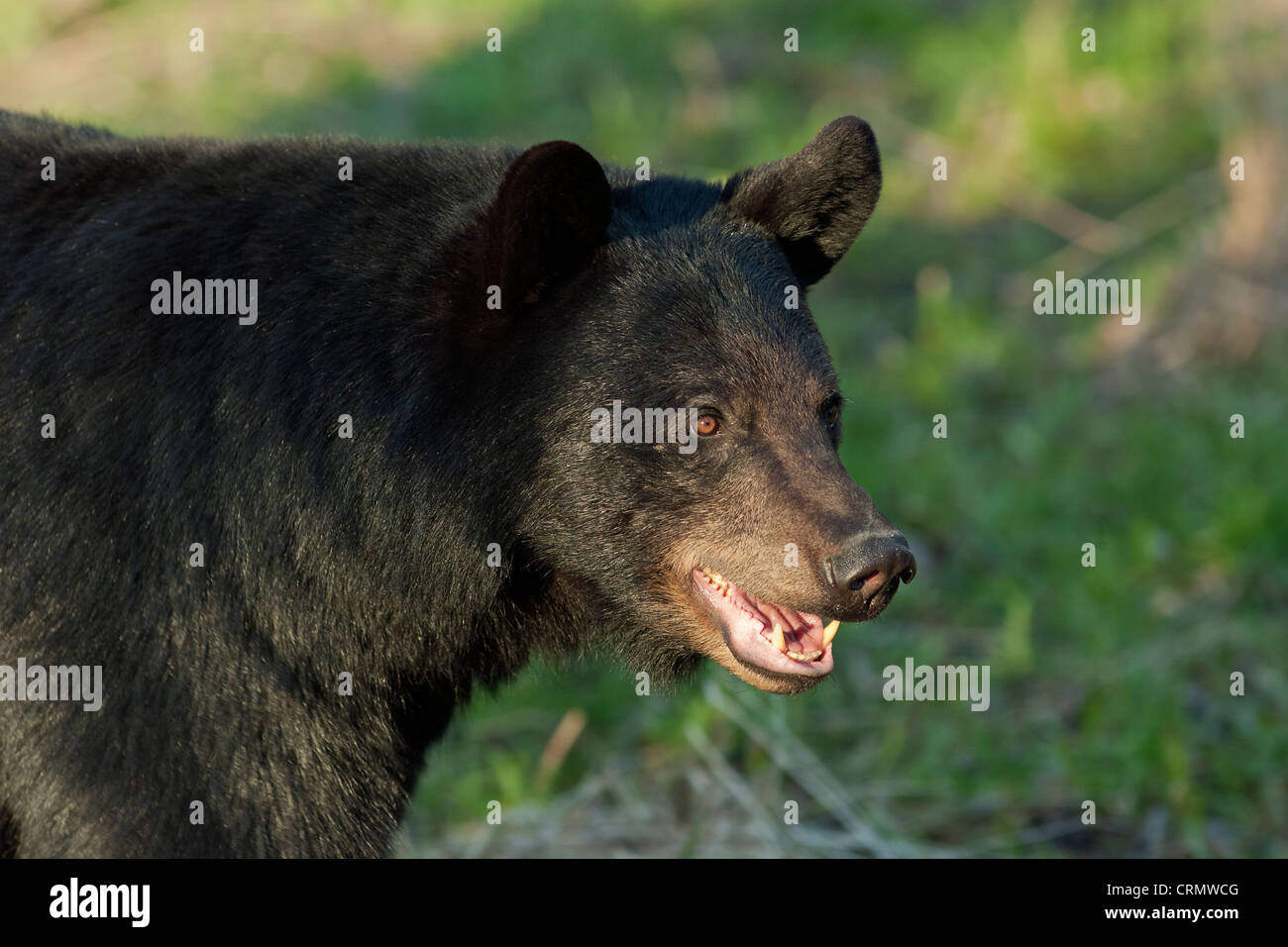 Omnivore teeth hi-res stock photography and images - Alamy Omnivore teeth hi-res stock photography and images - Alamy