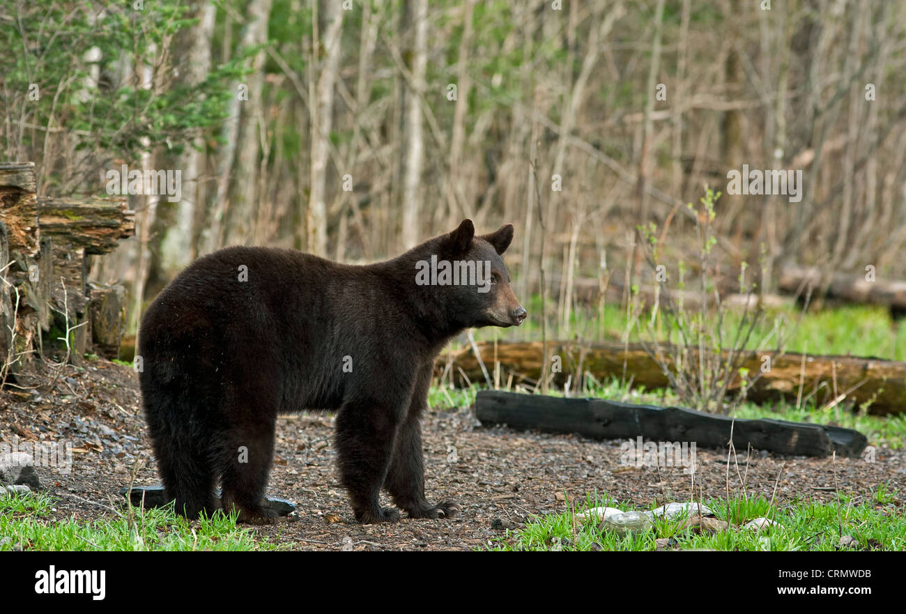 Young American Black Bear in spring not long after emerging from hibernation in Minnesota north woods Stock Photo
