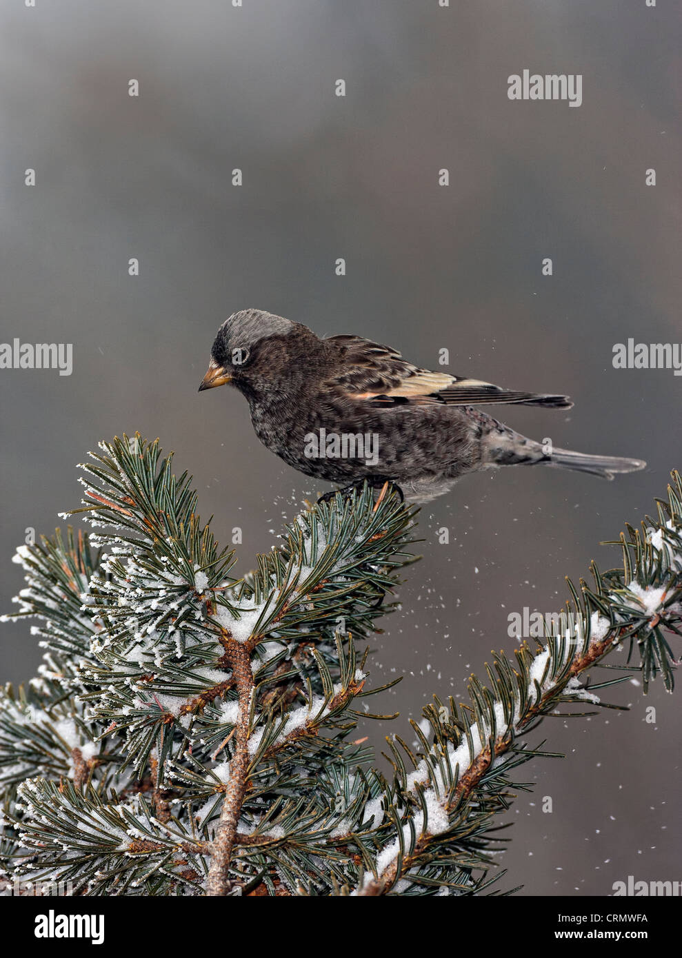 Black Rosyfinch landing on snow covered conifer branch on New Mexico mountains Stock Photo Alamy