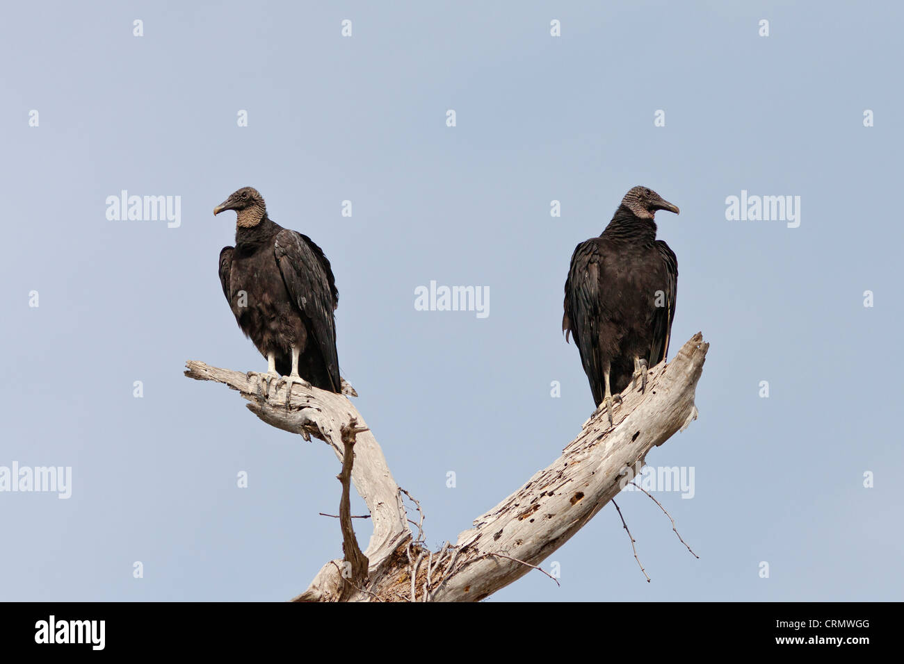 Black vultures hires stock photography and images Alamy