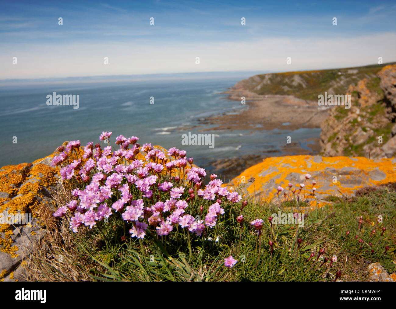 Sea pink flower, also known as thrift (Armeria maritima) on clifftop Gower Peninsula South Wales