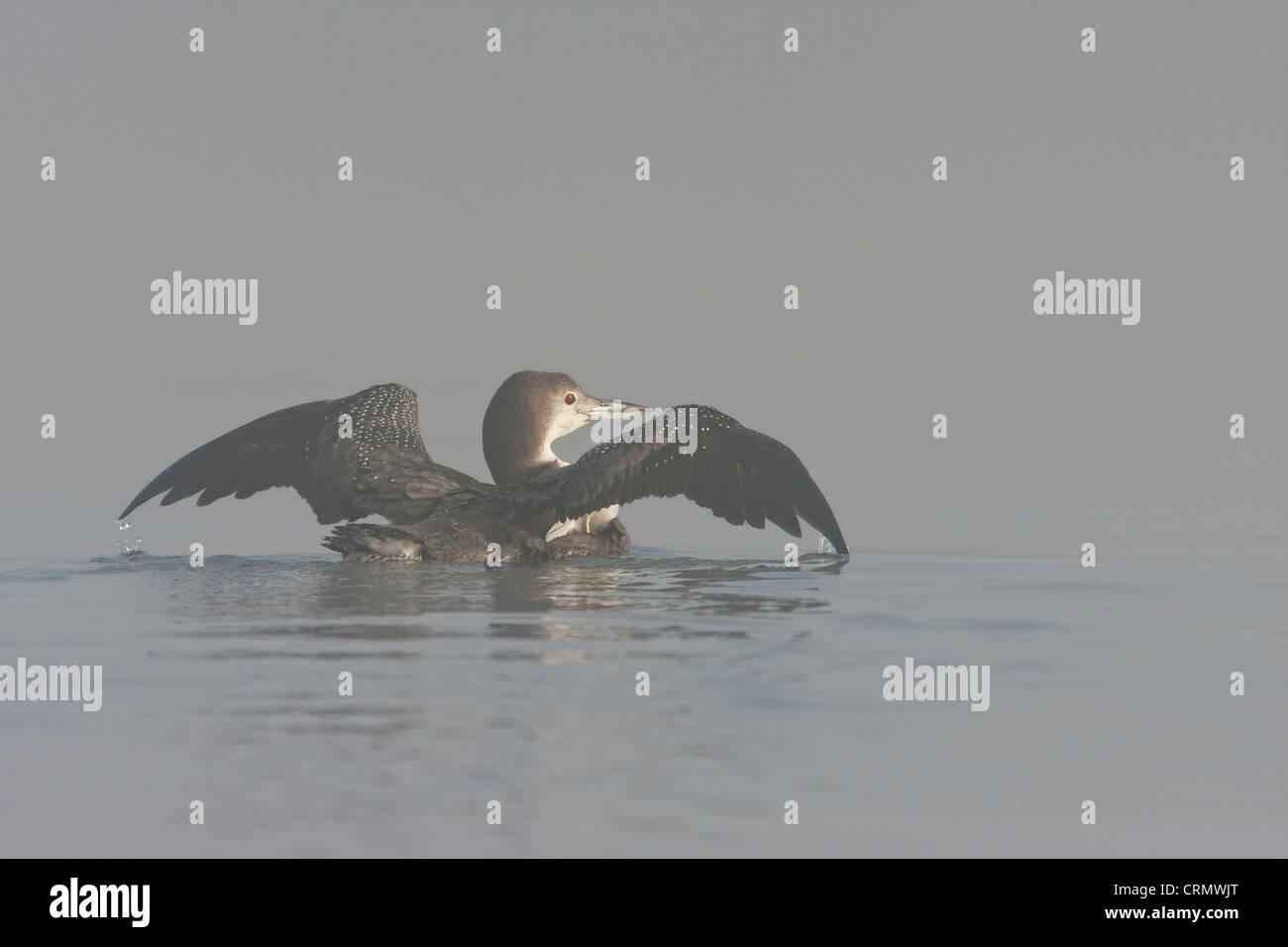 Non-breeding plumage Common Loon in morning fog Stock Photo