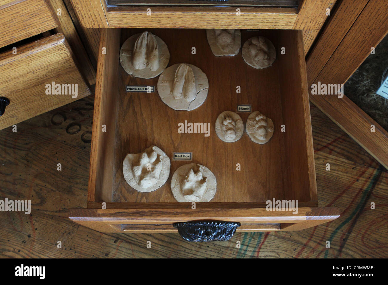 A variety of different animal tracks set in plaster Stock Photo Alamy