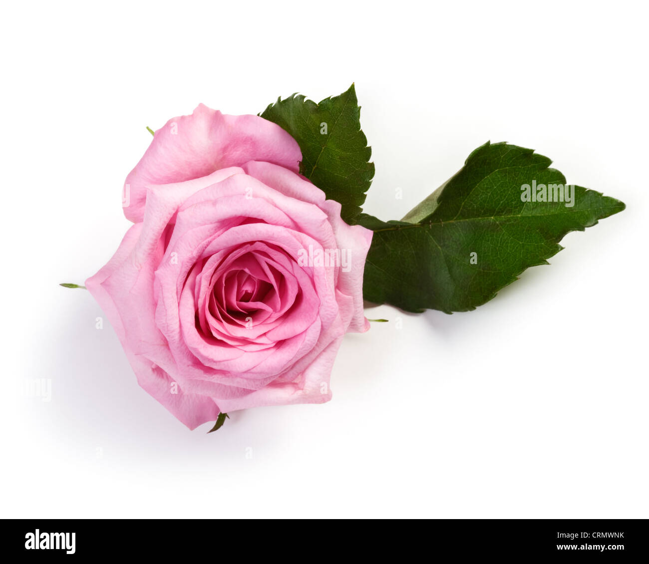 Single pink rose on white background Stock Photo - Alamy