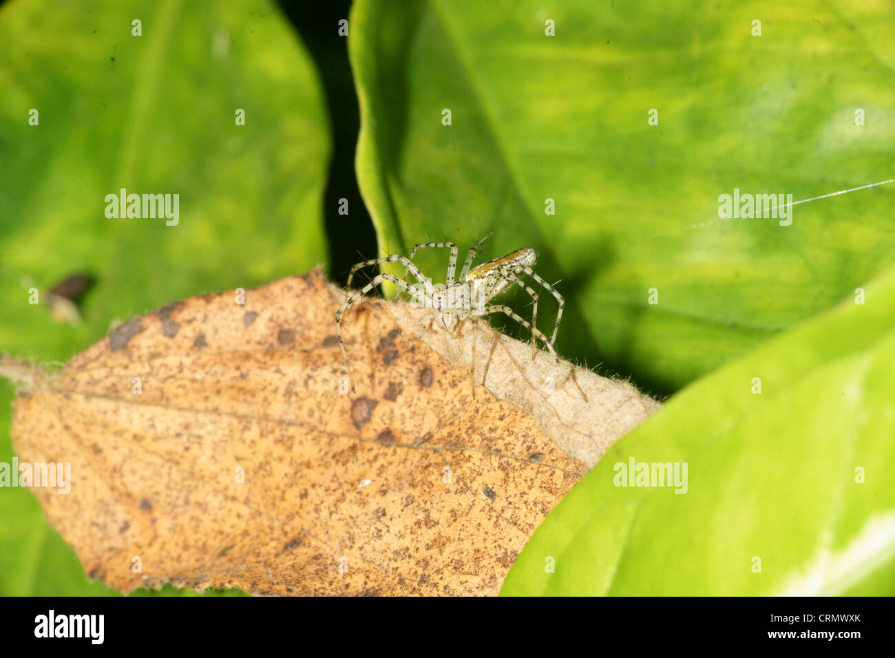 Striped Lynx spider (Oxyopes salticus) waits for prey relying on camouflage and being still. Stock Photo