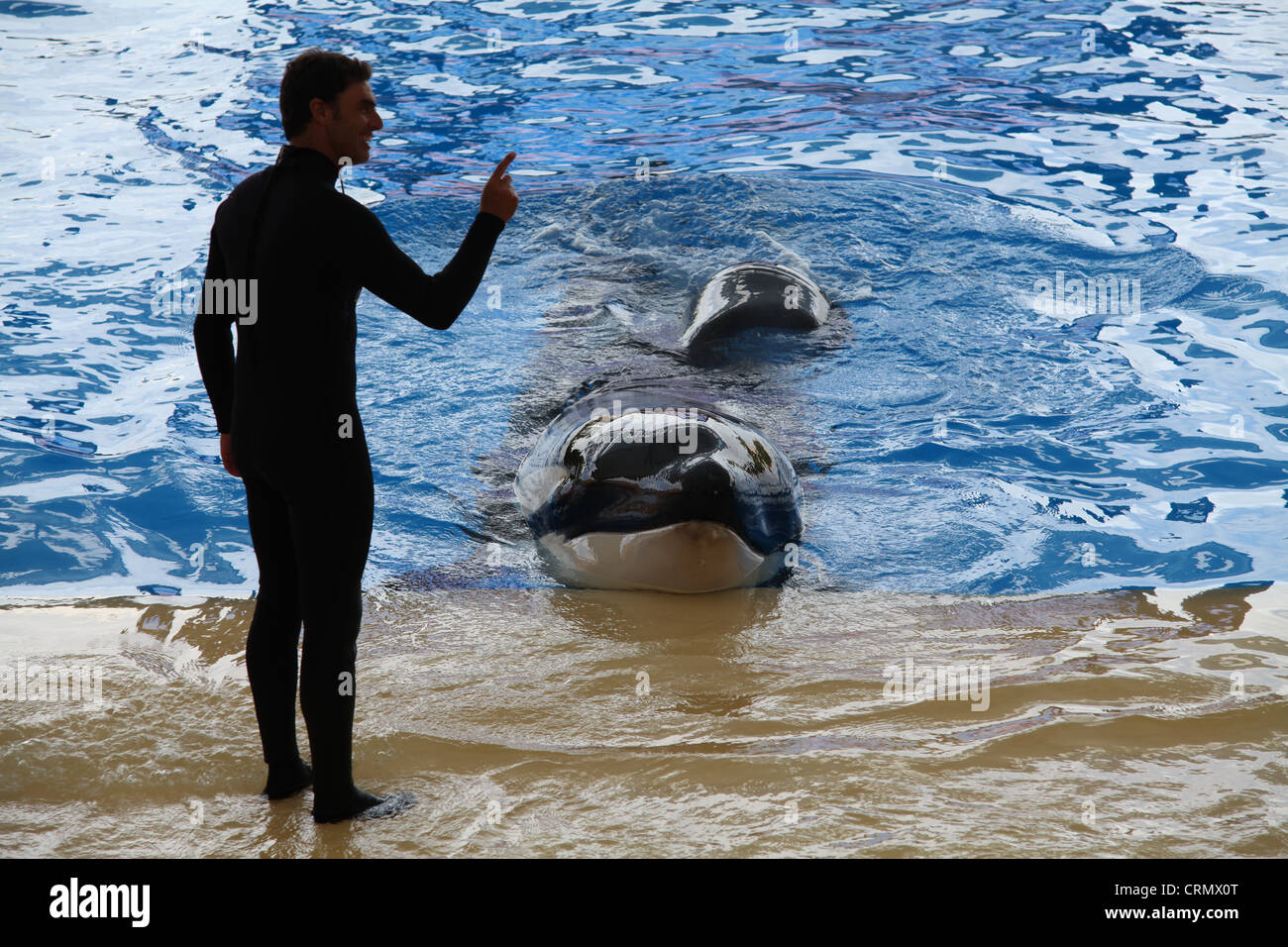 Trainer with an Orca (Killer Whale) at Loro Parque Stock Photo
