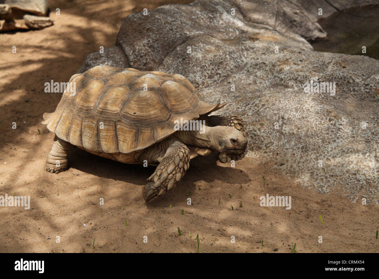 Large African Spurred Tortoise at Loro Parque Stock Photo