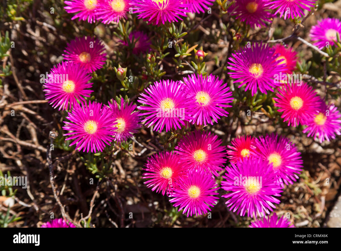 Colourful mauve Mesembryanthemum flowers, Italy Stock Photo