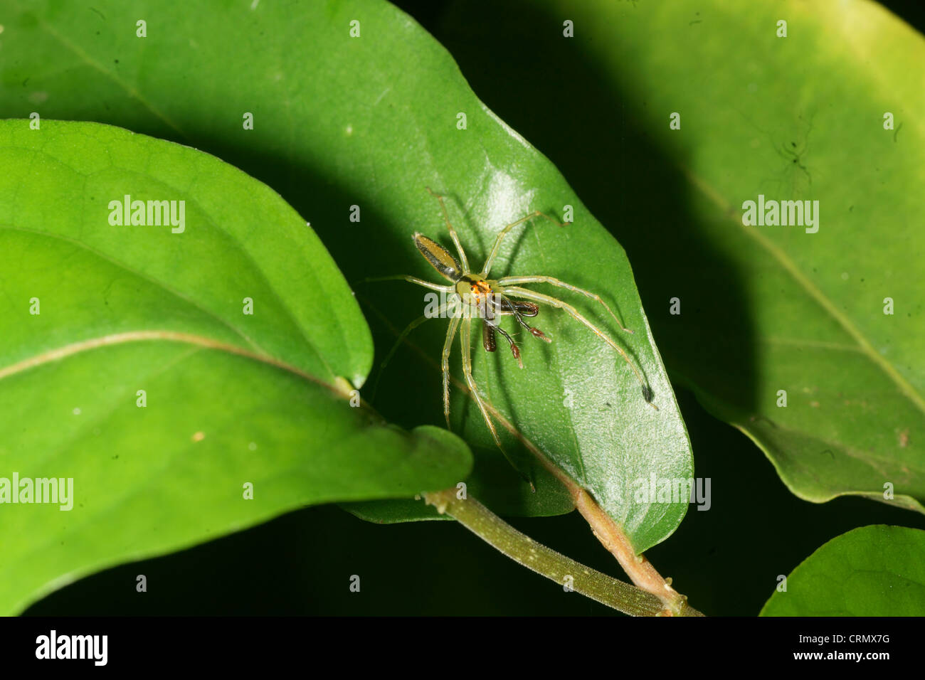 Spider on magnolia hires stock photography and images Alamy