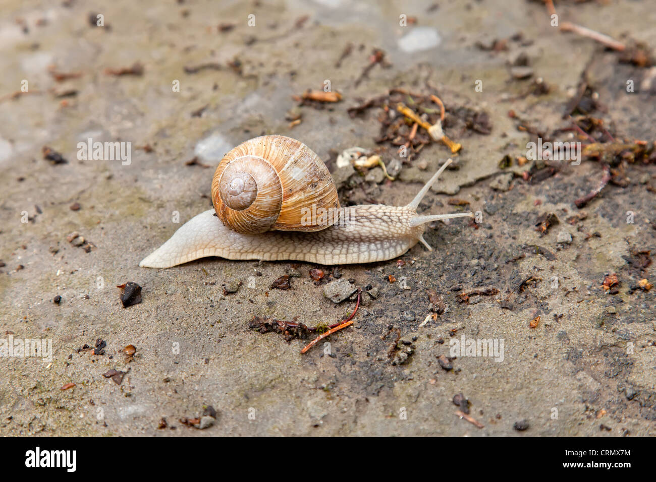 Snail slime trail hires stock photography and images Alamy