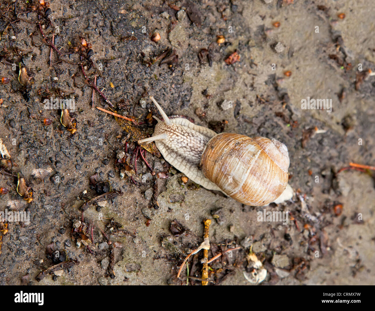 Snail Crawling On The Ground Stock Photo Alamy