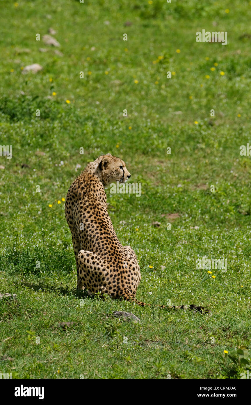 Cheetah in Tanzania Stock Photo