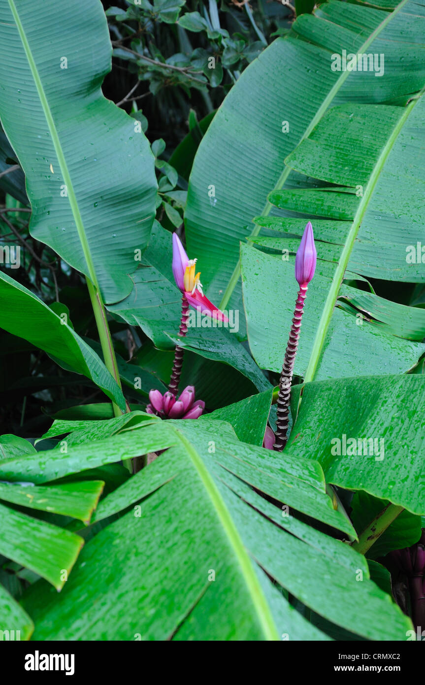 Flowering banana - Musa ornata Stock Photo