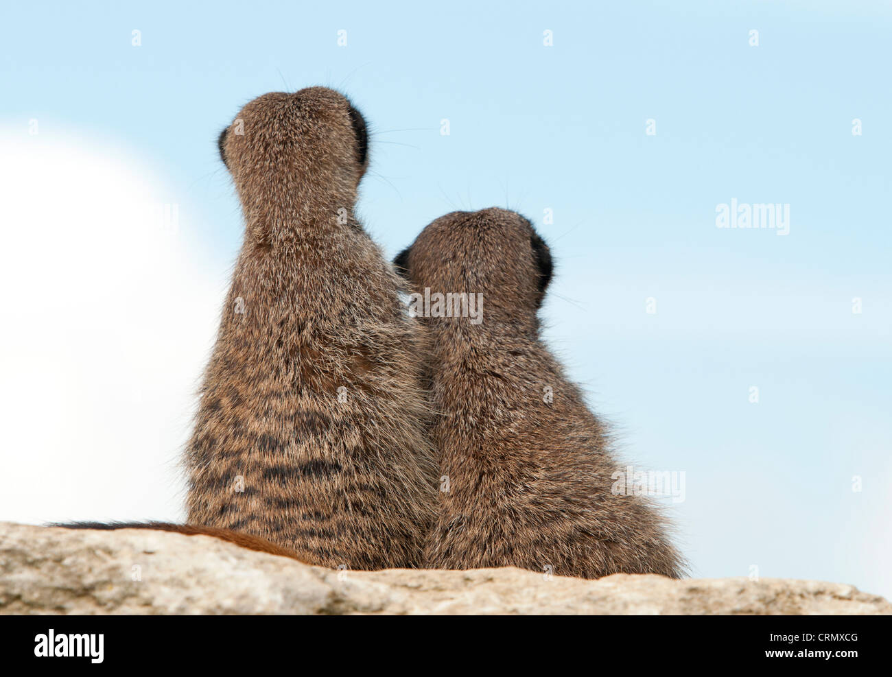 Meerkats sitting staring at sky Stock Photo
