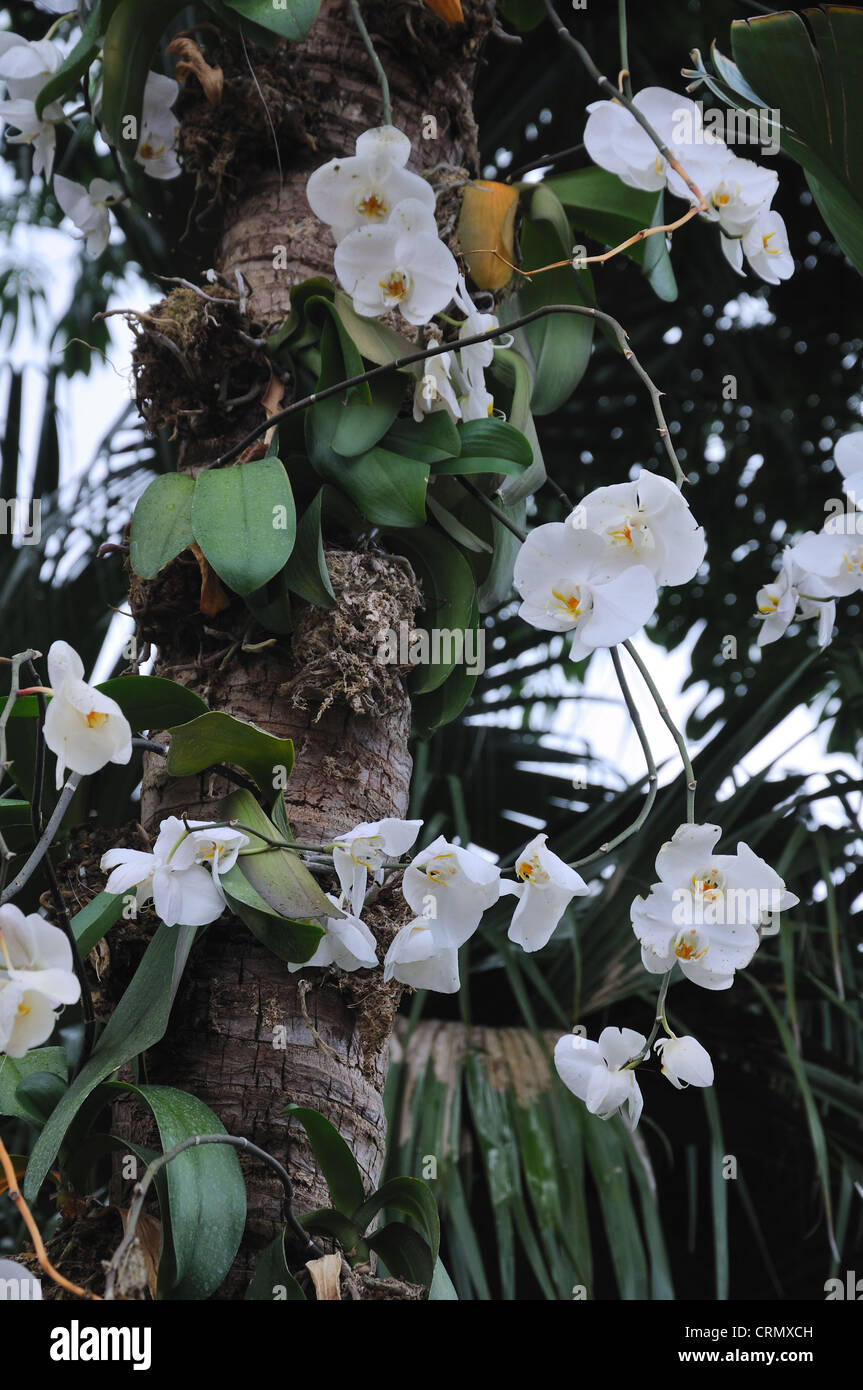White orchids growing on a tree in Florida, USA Stock Photo
