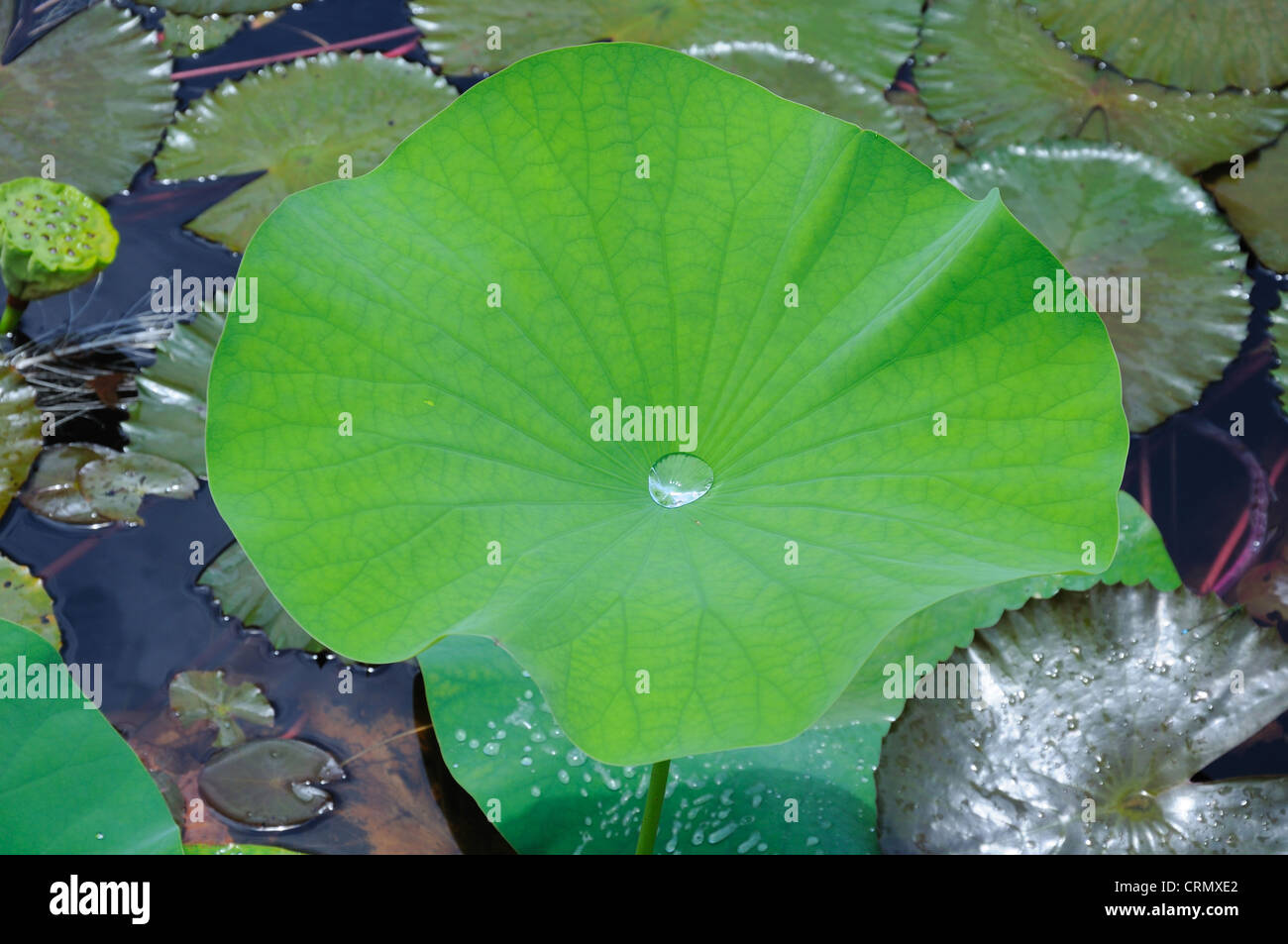 Pond lily leaf holding rain water Stock Photo - Alamy