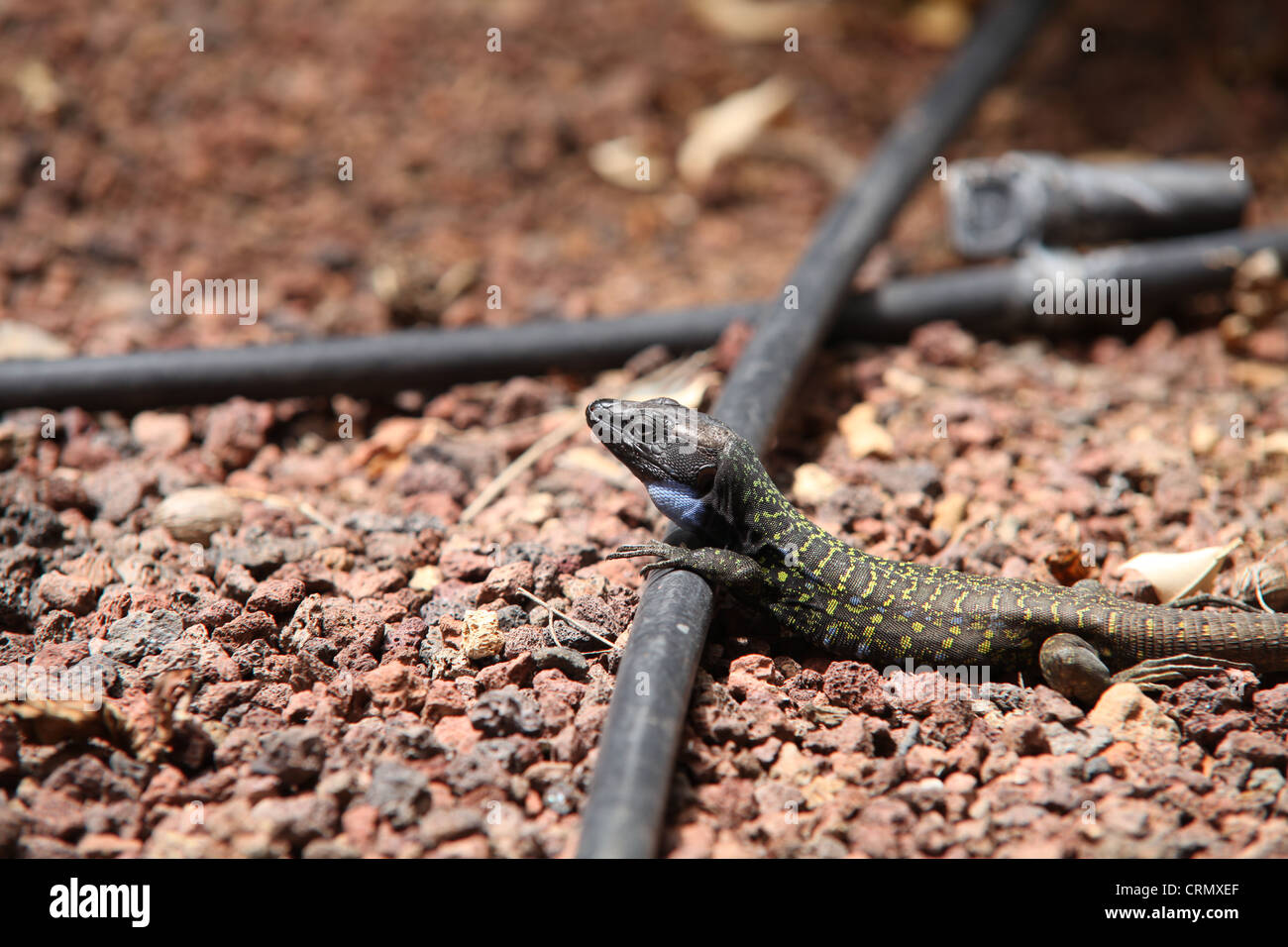 Lizard With Blue Throat Lizard With Blue Throat