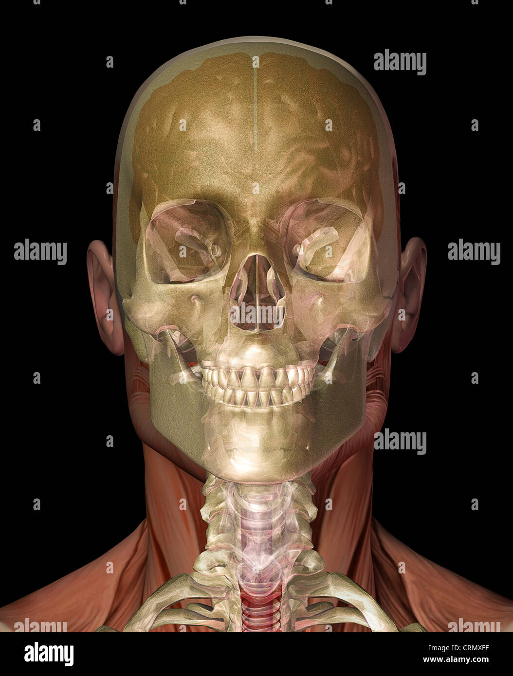Human head anatomy showing the brain and skull Stock Photo