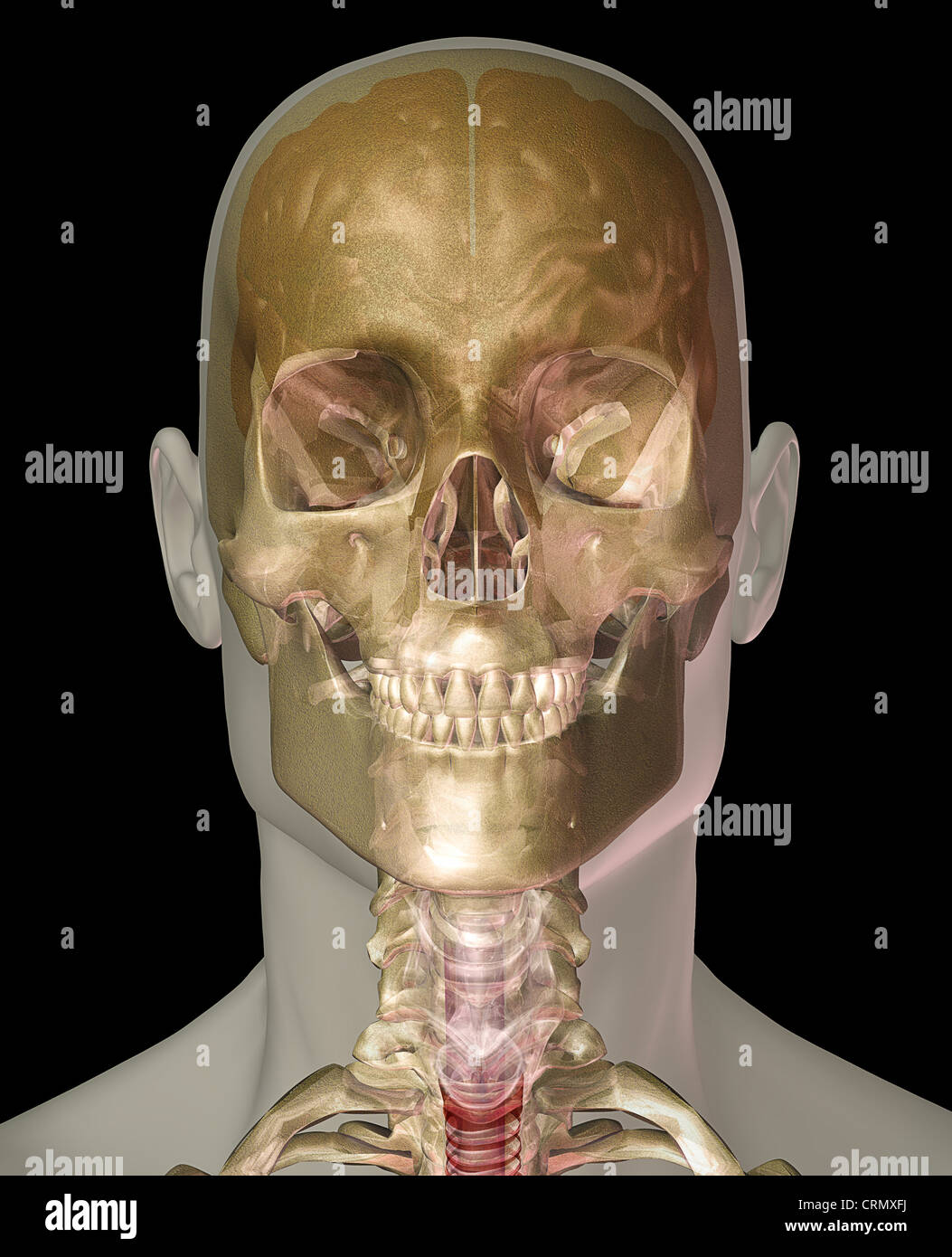 Human head anatomy showing the brain and skull Stock Photo