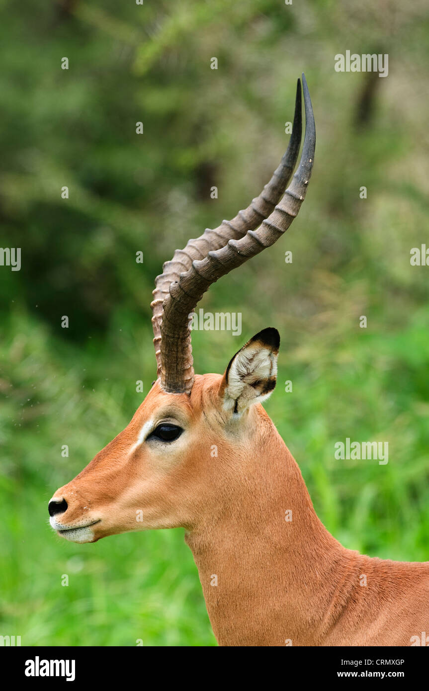 Impala, photographed in Serengeti National Park, Tanzania, Africa Stock Photo