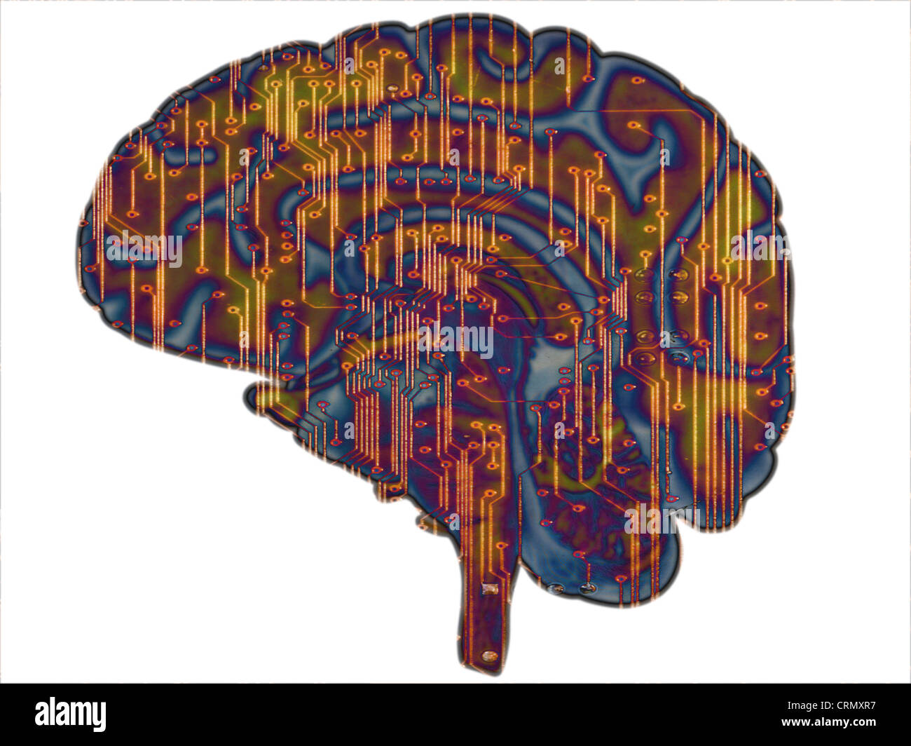 human brain and circuit board Stock Photo