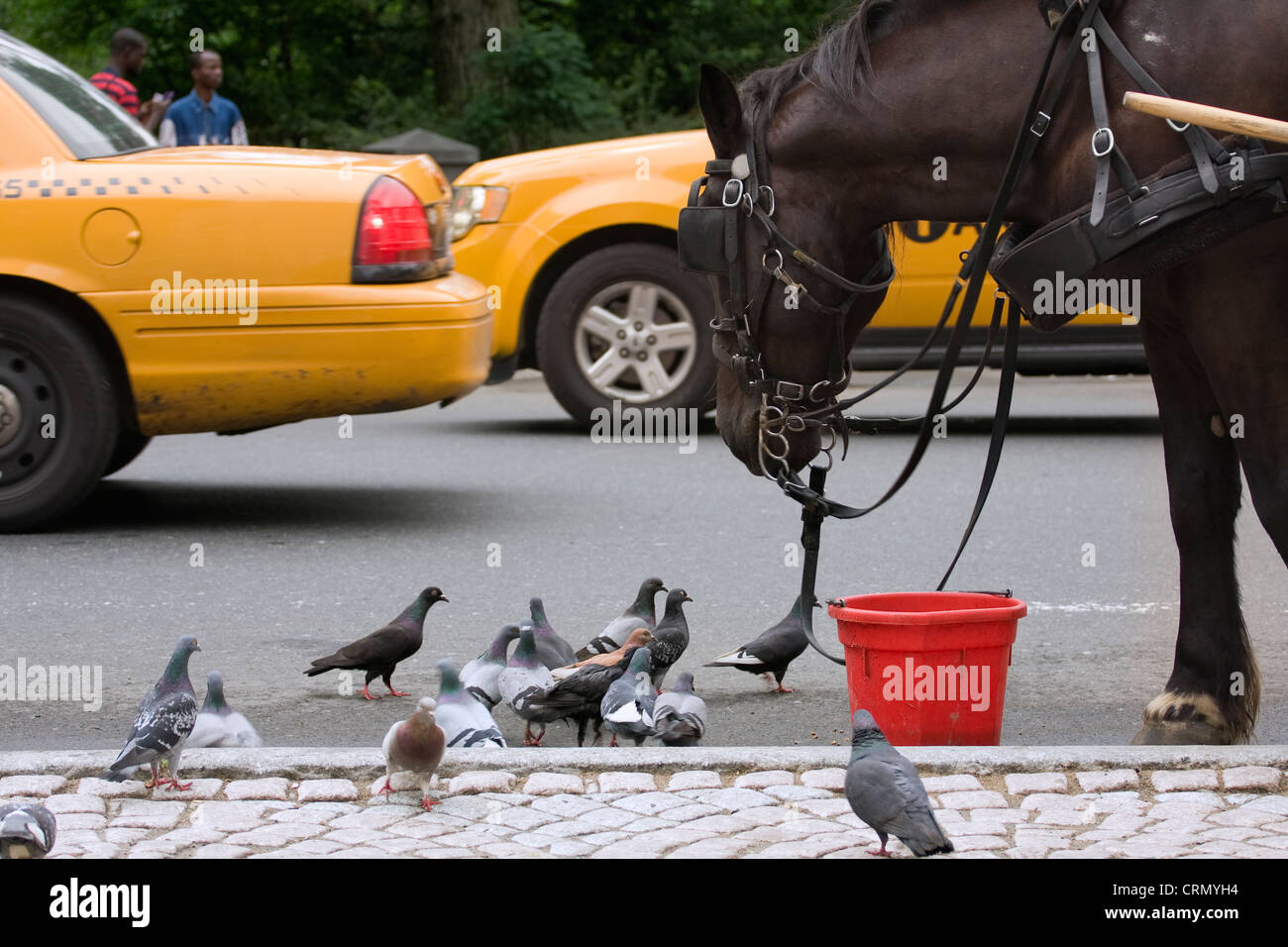 Pigeons waiting for their turn to eat the horse's food in the red bucket at the Grand Army Plaza Gate of Central Park in NYC Stock Photo