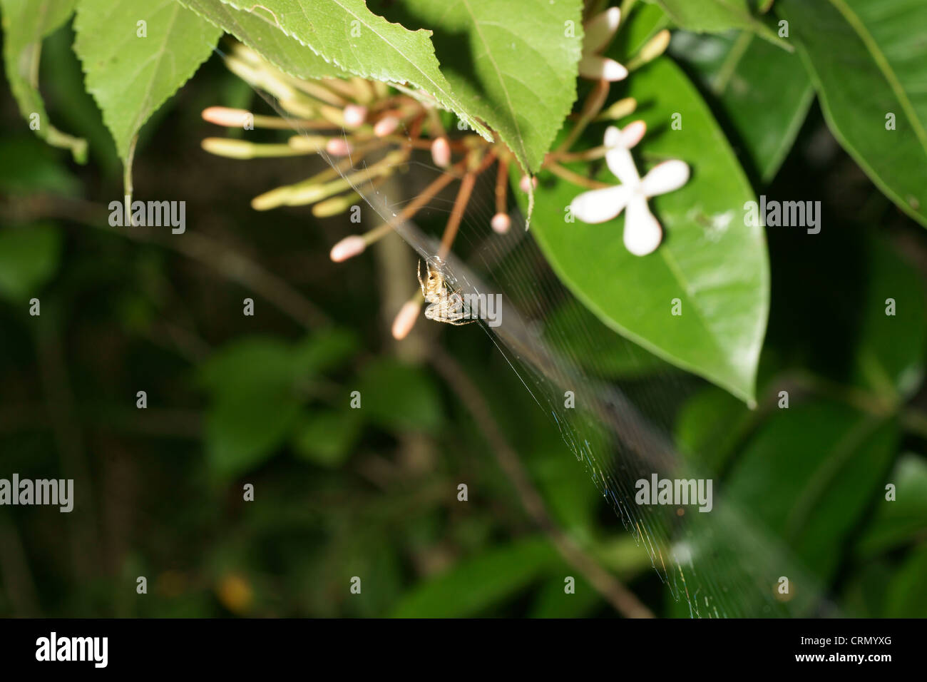 Jumping spider, do not create a cobweb but rely on stealth to surprise attack a prey Stock Photo