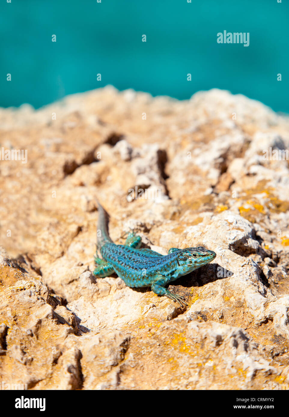 formentera lizard on sea background Podarcis pityusensis formenterae Stock Photo