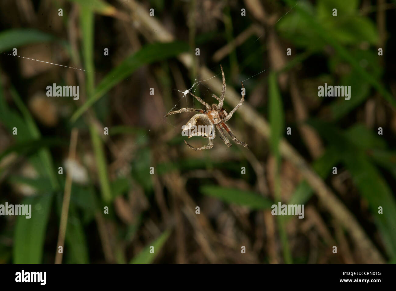 Jumping spider, do not create a cobweb but rely on stealth to surprise attack a prey Stock Photo