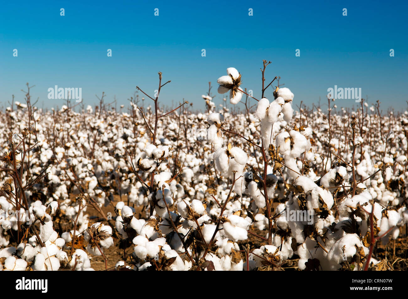 Cotton fields white with ripe cotton ready for harvesting Stock Photo