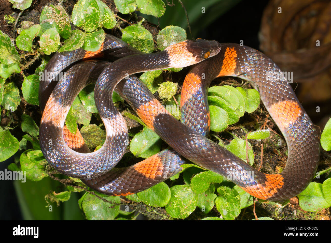 Banded calico snake (Oxyrhopus petola) in the Ecuadorian Amazon Stock Photo