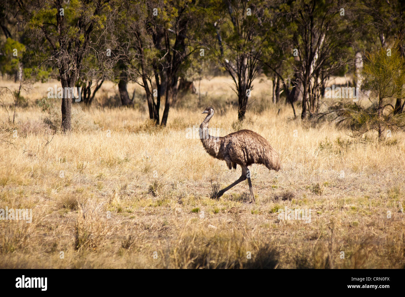 Wild emu in the Australian outback roam free Stock Photo