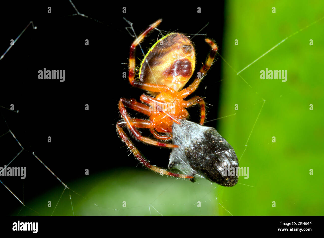 Tropical orb-web spider feeding on a prey item wrapped in silk, Ecuador Stock Photo