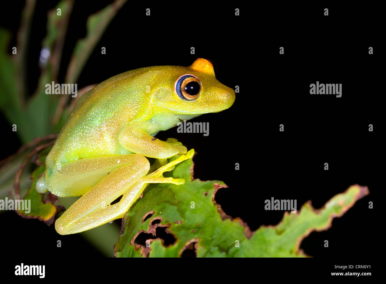 Rough Skinned Green Treefrog (Hypsiboas cinerascens) in the Ecuadorian Amazon Stock Photo