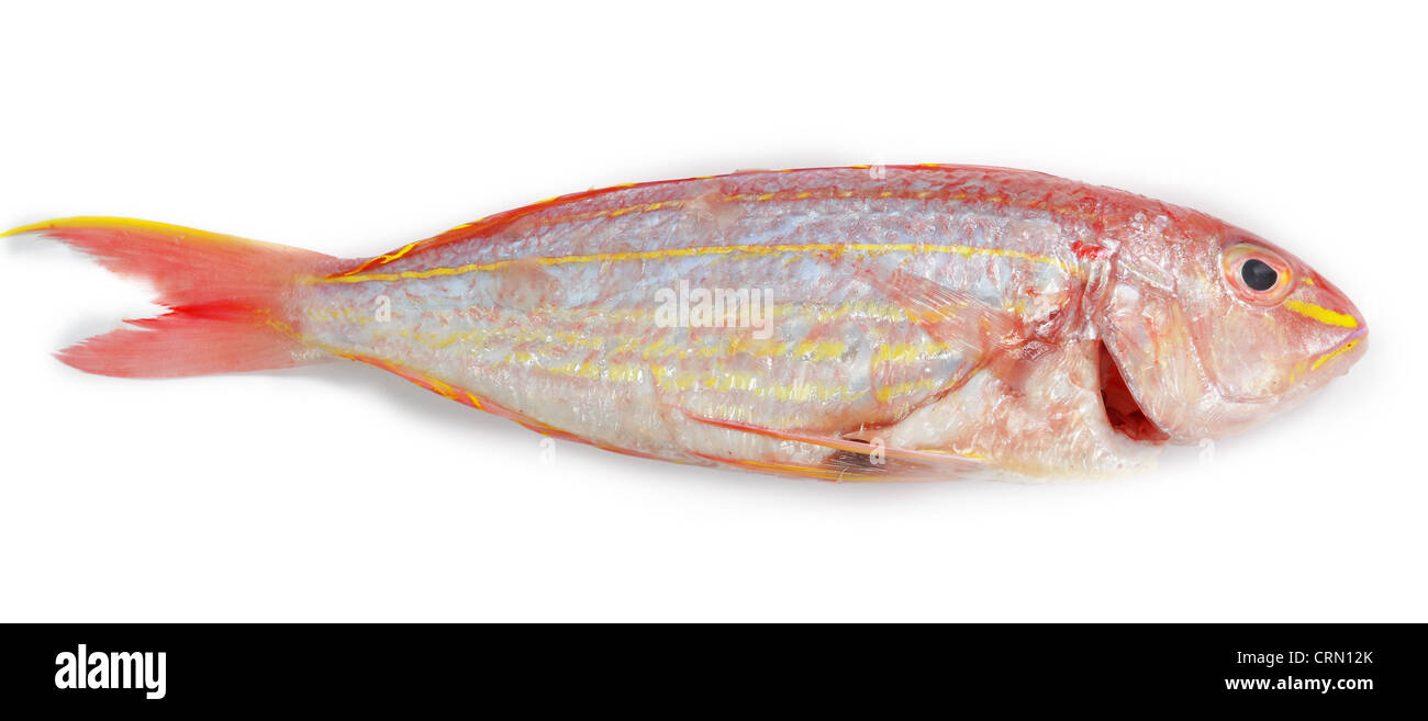 Red snapper fish isolated on white background  Stock Photo