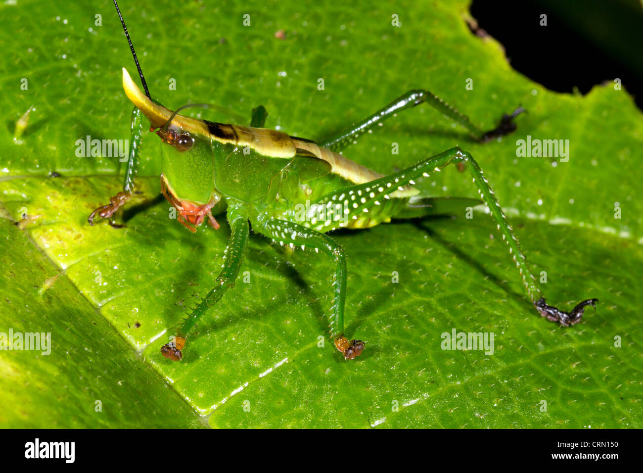 Green cone head katydid on a leaf in the Amazon Stock Photo Alamy