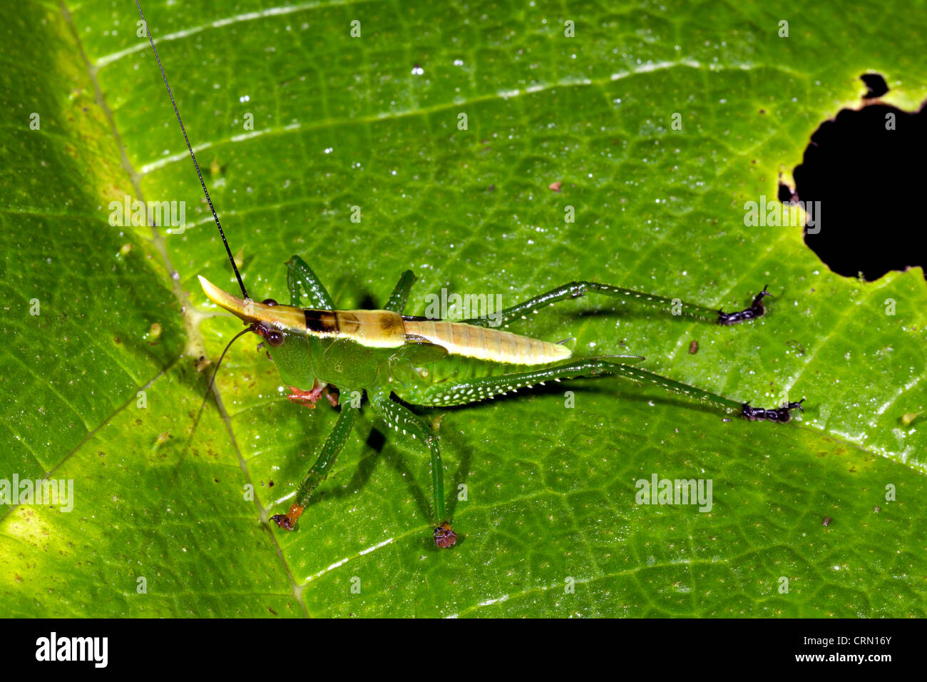 Green cone head katydid on a leaf in the Amazon Stock Photo Alamy