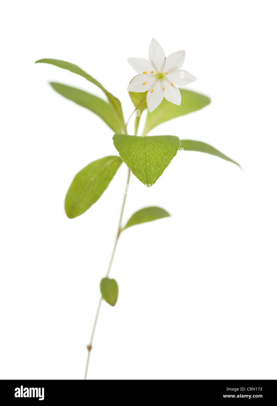 single white flower (Trientalis europaea) on stem Stock Photo