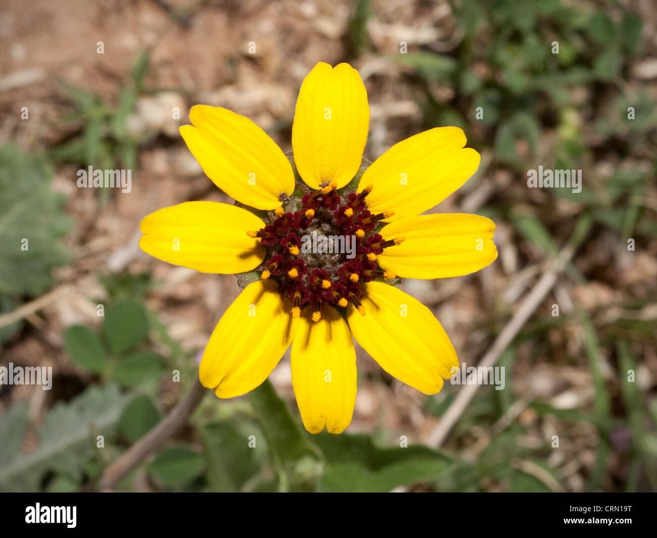 Chocolate daisy (Berlandiera lyrata Stock Photo Alamy