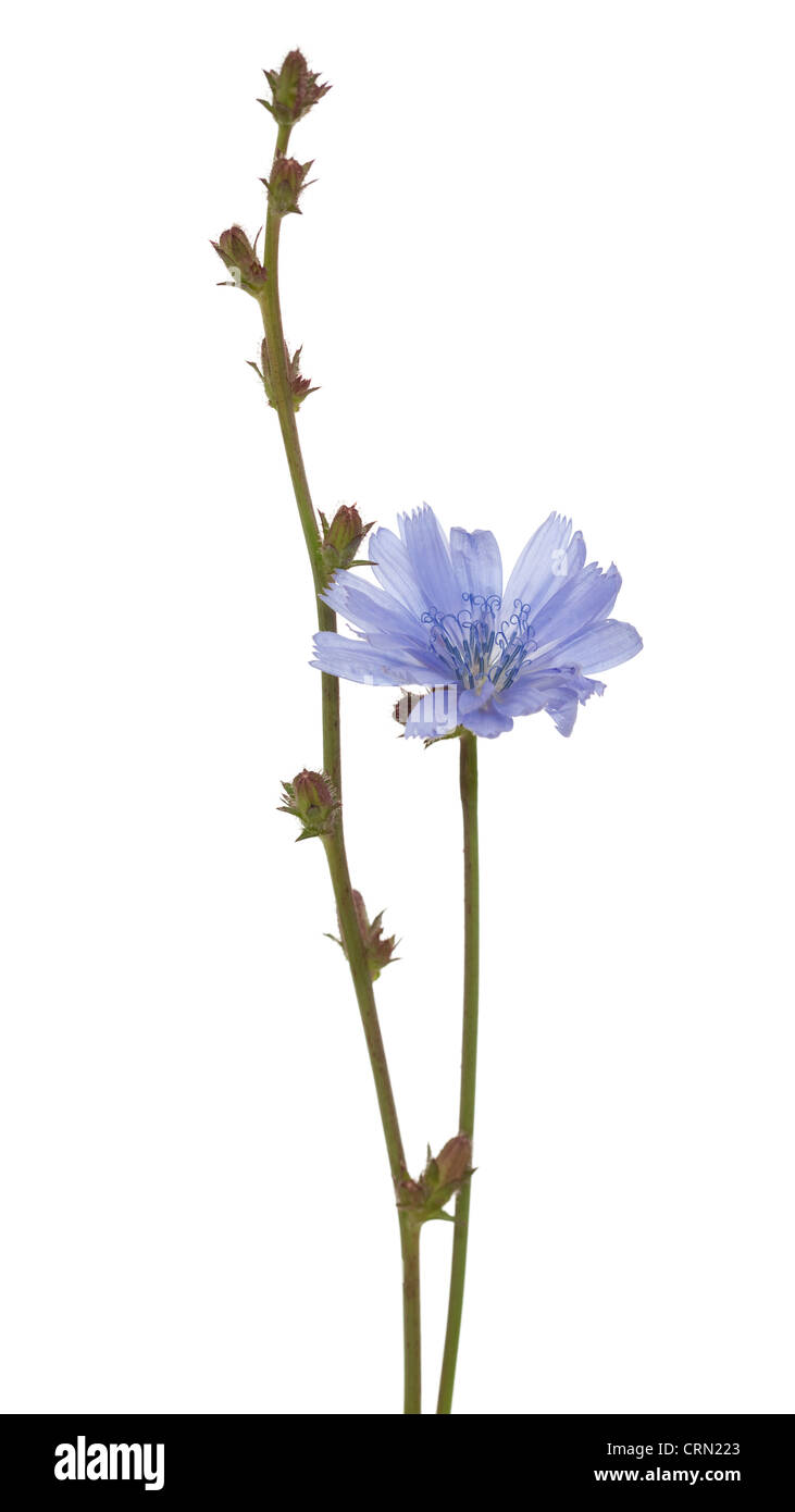 flower chicory (Cichorium intybus) on white background Stock Photo