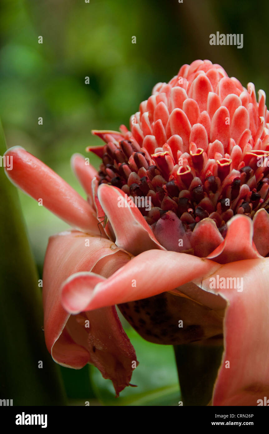 French Overseas Territory Reunion Island Perfumes Spice